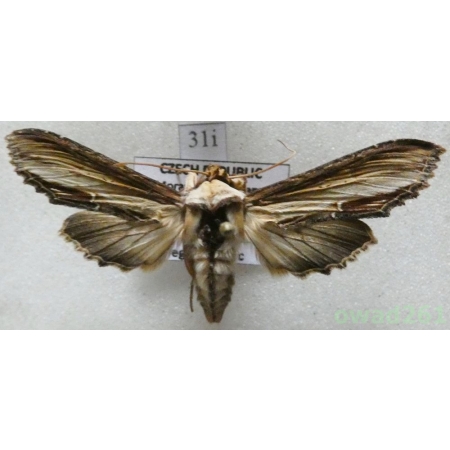 Cucullia verbasci (Linnaeus, 1758) Czech31i